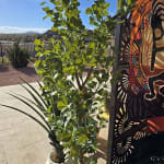 Faux Shady Lady Olive Tree