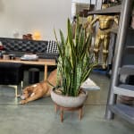 Micah Cement Outdoor Bowl Planter - World Market