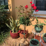 Knockout Rose Topiary