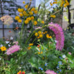 18+ Japanese Bottle Brush Plants