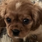 Nutrisource small and medium puppy deals food