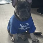 Ava dog food top french bulldog