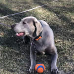 User submitted media