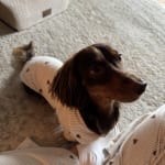 User submitted media