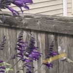 Friendship Sage Salvia Amistad Pp 23578 High Country Gardens