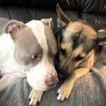 User submitted media