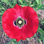 OLMITOS ESCURRE BIBERONES PLEGABLE RED – Poppy's