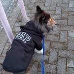 Gap公式オンラインストア | GAPロゴ ペット用パーカー