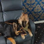 Royal canin german hotsell shepherd junior review