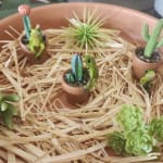 Frog with Cactus Fairy Garden Decor 3 Pack