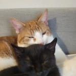 User submitted media