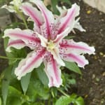 Pack x3 double Floraison Lillium Lily Magic Star "WPC Prins Ampoules/Oignons