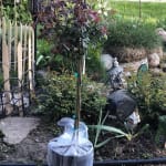 Knockout Rose Topiary