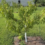 Elberta Peach Tree – Prized Peaches Aplenty - PlantingTree
