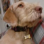 Chudleys puppy clearance