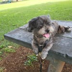 PetArmor Plus Flea Tick Topical for Dogs