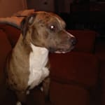 Advecta 3 on sale for medium dogs