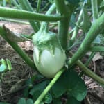 100 Semi Di Melanzana Bianca Solanum Melongena | Orto Facile E Commestibile, Varietà Rara