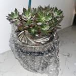 Devotion Echeveria