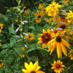 100 graines Fleurs à semer - Le Grenier d'Abondance - RUDBECKIA Hirta  Gloriosa Daisies