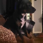 User submitted media