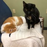 satiety support feline