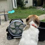 EGO EGO POWER+ 18 Misting Fan (Bare Tool) Reconditioned