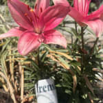 User submitted media 1 of 2