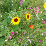 Fragrant Wildflower Seed Mix