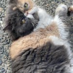 User submitted media