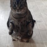 User submitted media