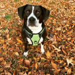 hills mobility metabolic