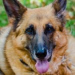 User submitted media