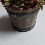 Devotion Echeveria