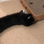 willows catnip scratch box