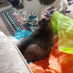 User submitted media