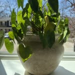 Delphine Ivory Terracotta Urn Outdoor Planter