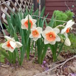 Riot Daffodil