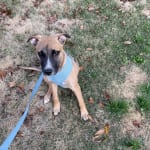 How to put on a forever pals dog harness outlet