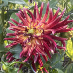 Akita Dahlia Mixture | Shop K. Van Bourgondien Wholesale