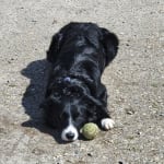 User submitted media