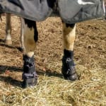 mud boots for horses