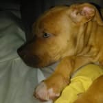 healthy advantage large breed puppy