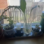 Katjes Yoghurt Gums Gummy Candy