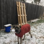 duluth trading dog coat