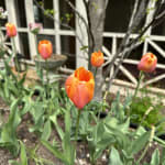 VegTrug® Patio Garden