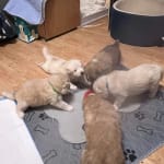 Lactol puppy sale milk tesco
