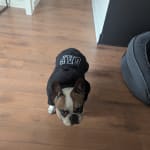 User submitted media