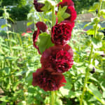Double Hollyhock Gurney s Seed Nursery Co