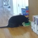 User submitted media